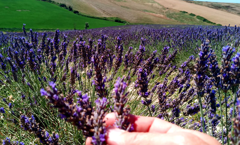lavender fields in Tuscany